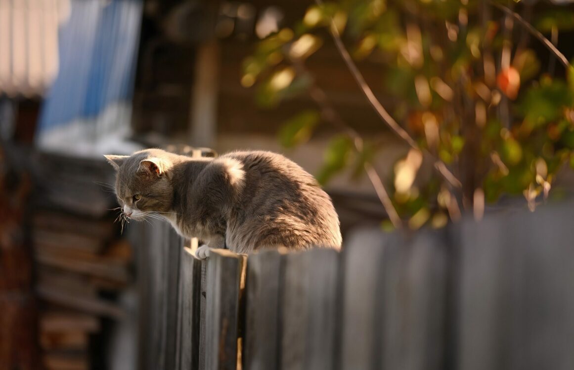 Eine Katze sitzt auf einem Zaun