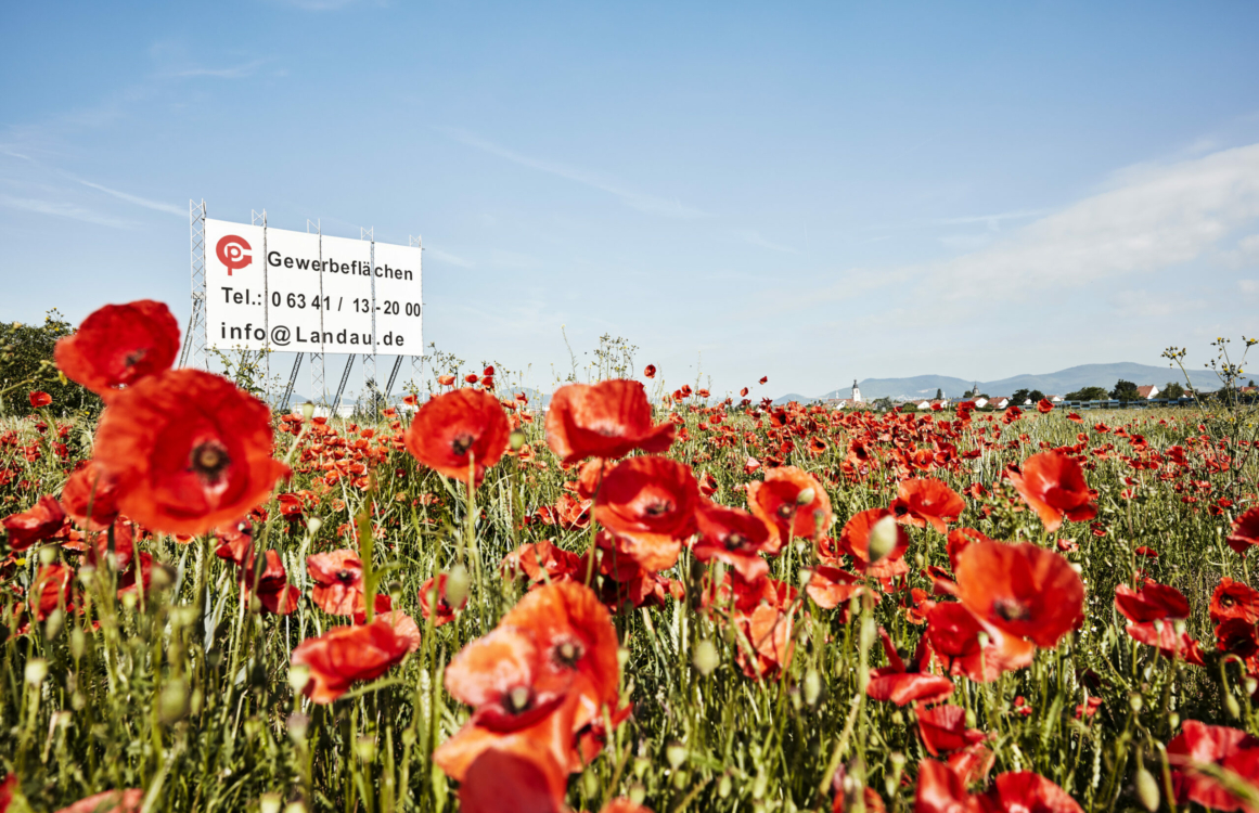 Wiese mit Mohnblumen